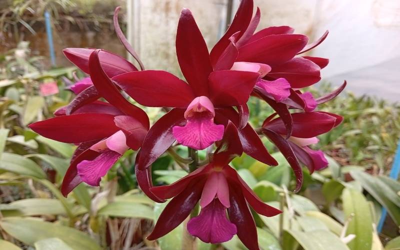 Verão em flor: mostra de orquídeas encanta no Jardim Botânico do Rio