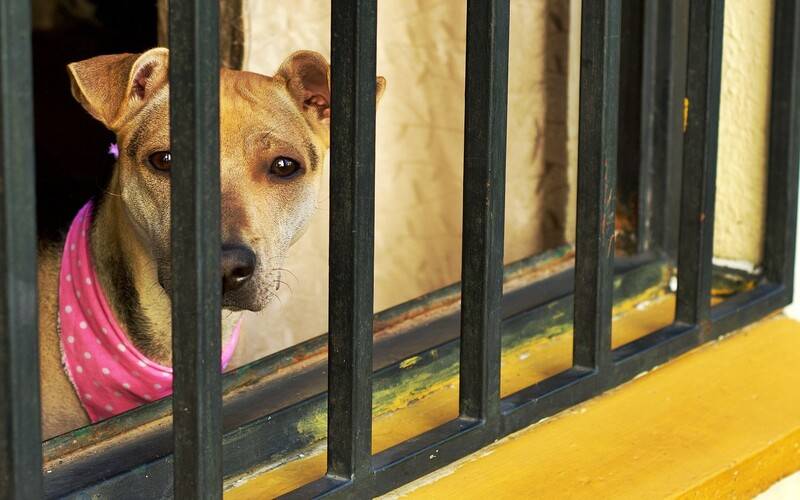 Ministério Público cria novo núcleo de proteção aos animais no Estado do Rio