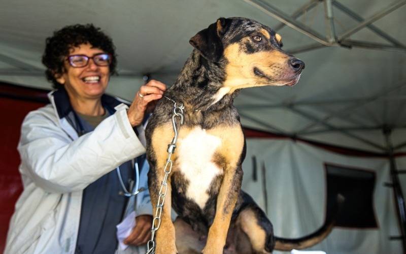 Prefeitura abre cadastro para a primeira etapa de castração de cães e gatos de 2026