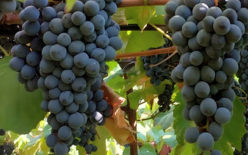 Novas uvas lançadas pela Embrapa reforçam produção de sucos e vinhos brasileiros