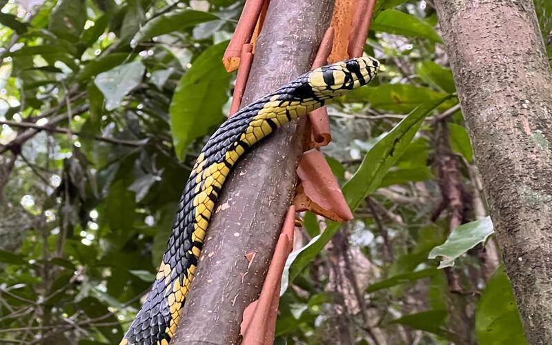 Inea realiza soltura de caninana-amarela na Pedra Branca