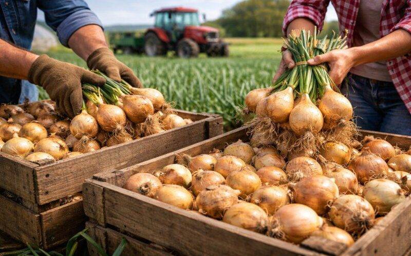 MDA orienta renegociação de dívidas do Pronaf para produtores de cebola