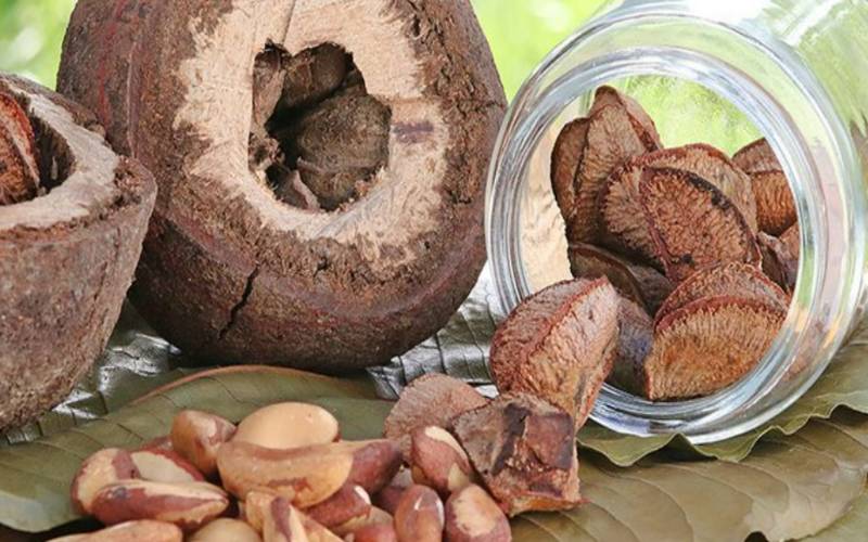 Projeto cria indicadores de eficiência para a cadeia da castanha-da-amazônia