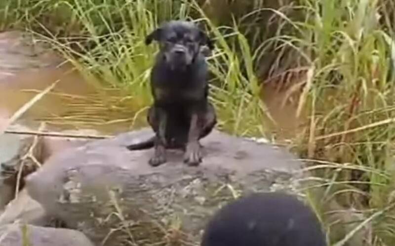 Cachorro fica ilhado em cachoeira e é resgatado no Bela Vista