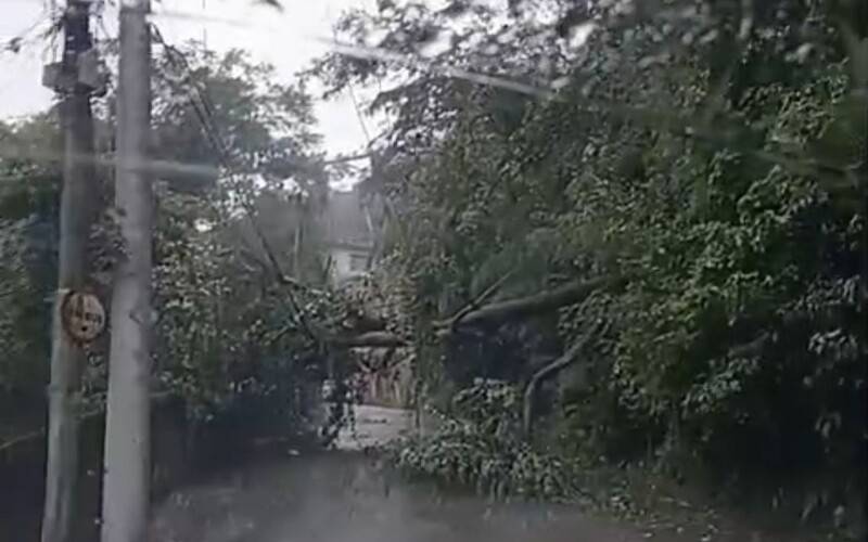 Queda de árvore é registrada no Caititu