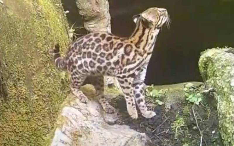 Gato-do-mato ameaçado de extinção é registrado no Parque Estadual dos Três Picos