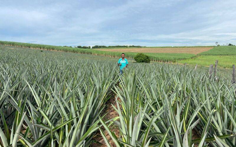 Abacaxi fluminense impulsiona a fruticultura e fortalece a agricultura familiar