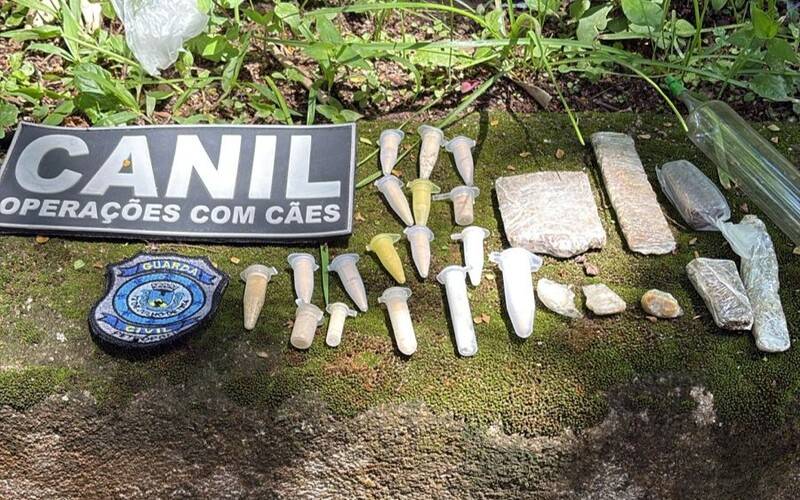 Cães farejadores da Guarda Civil Municipal localizam drogas durante treinamento no Cen