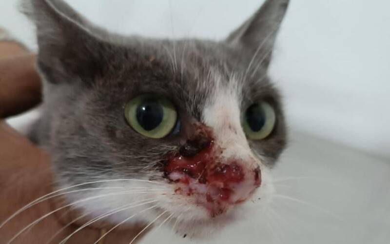 Petrópolis registrou 229 casos de esporotricose em 2025