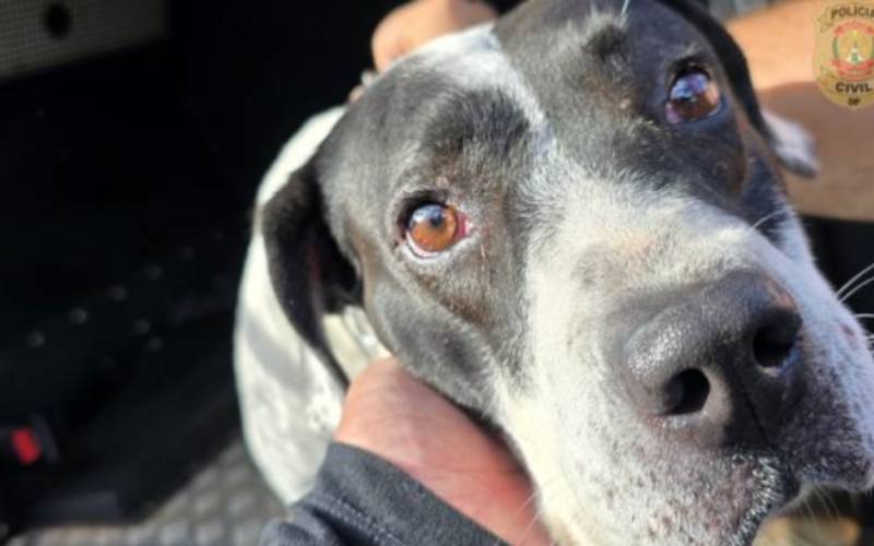 Justiça e Meio Ambiente formam agentes de segurança para combater maus-tratos a animai