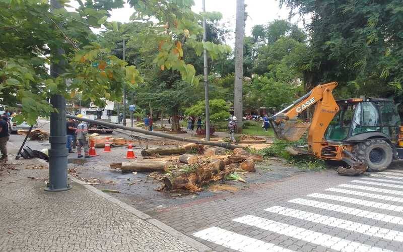 Queda de árvore: Rua da Imperatriz está interditada na altura da Praça Dom Pedro II