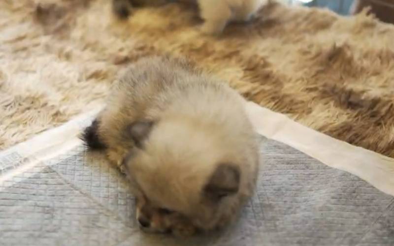 Inea deflagra operação conjunta contra o tráfico internacional de animais silvestres n