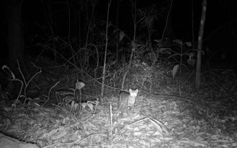 Fiocruz monitora biodiversidade na Floresta da Pedra Branca