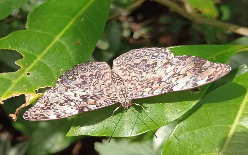 Mês de março presenteia a natureza com “explosão” de várias espécies de borboletas