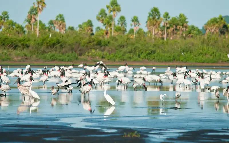 Conheça novas áreas de proteção ambiental no Cerrado e no Pantanal