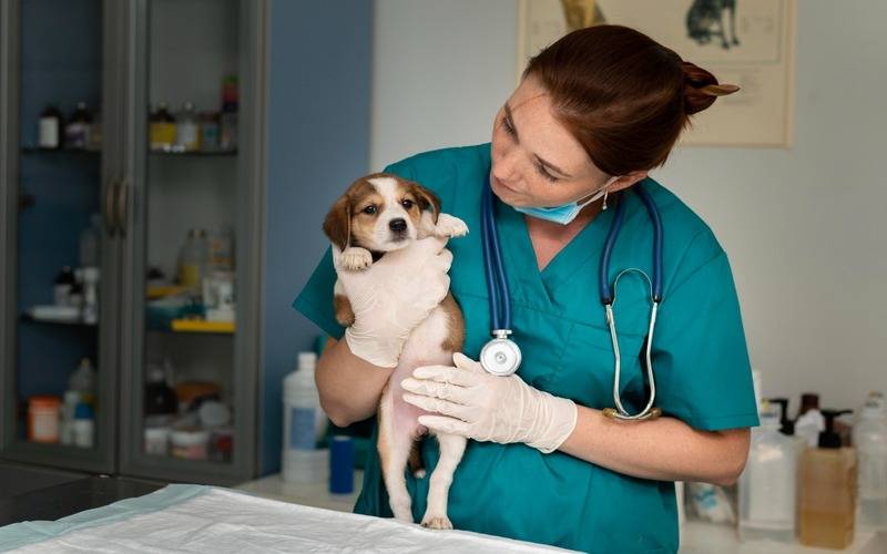 Cerca de 70% dos médicos-veterinários de Petrópolis são mulheres