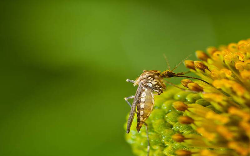 Oropouche: 29 casos registrados em Petrópolis
