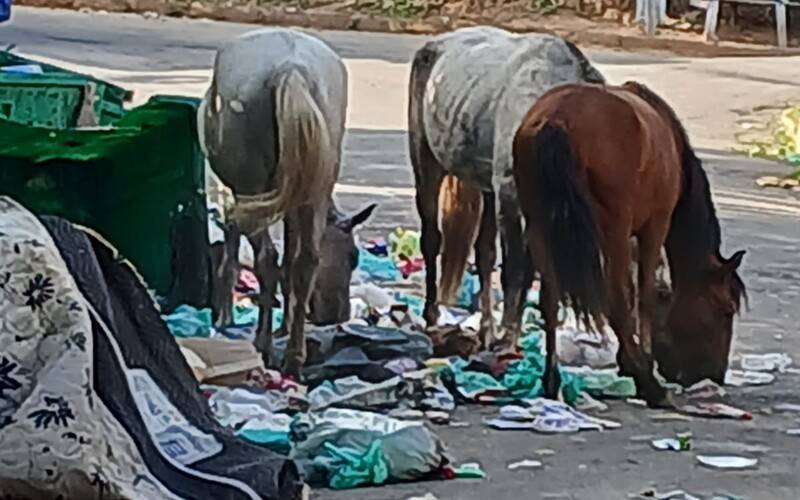 Cavalos soltos em vias públicas e lixo acumulado no Águas Lindas 