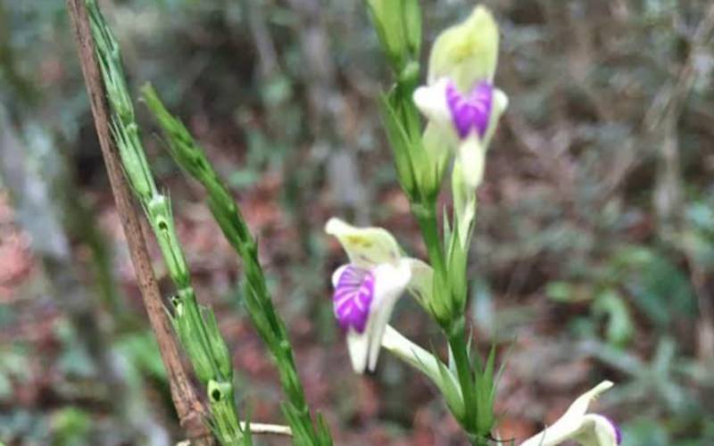 Planta rara reaparece no Rio após mais de um século e surpreende cientistas