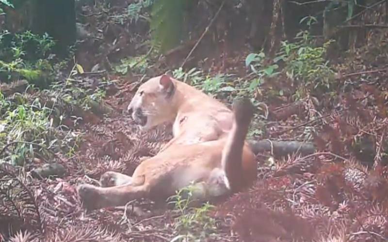 Onça-parda é flagrada em marcação de território no Parque Estadual dos Três Picos
