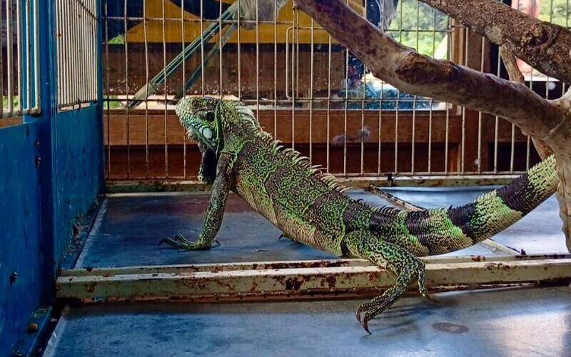 Cobea e Corpo de Bombeiros resgatam iguana no Lago do Quitandinha