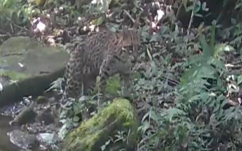 Jaguatirica é flagrada com Teiú abatido no município de Valença 