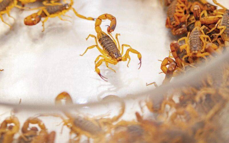 Petrópolis registrou 383 acidentes com escorpiões nos últimos anos