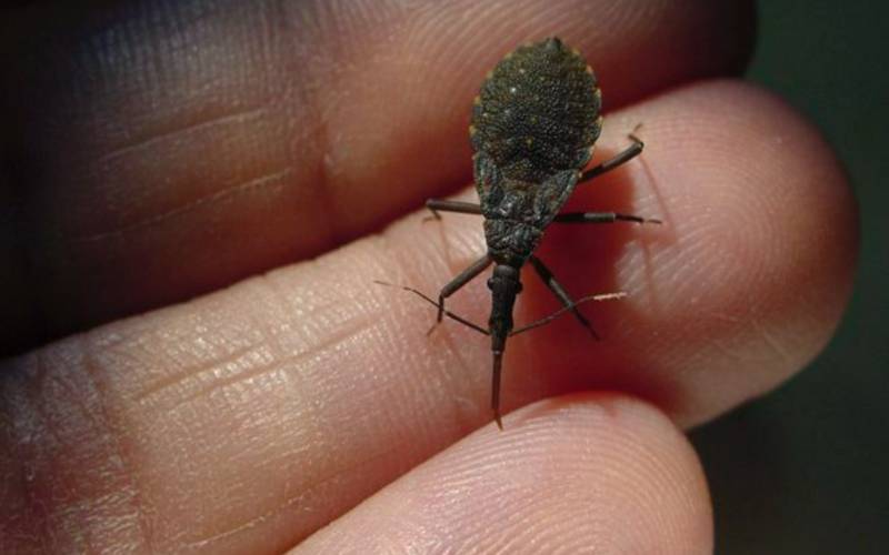 Saúde anuncia R$ 12 milhões para o enfrentamento da Doença de Chagas