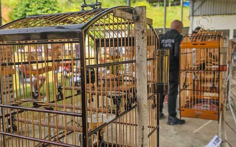 Polícia Civil acaba com torneio ilegal de canto de pássaros silvestres na Baixada Flum