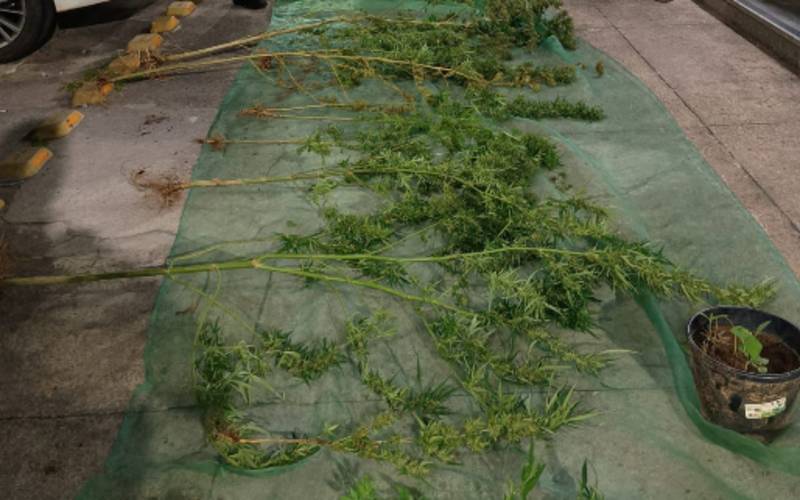 Ação conjunta: polícia localiza plantação de maconha em área de mata em Itaipava