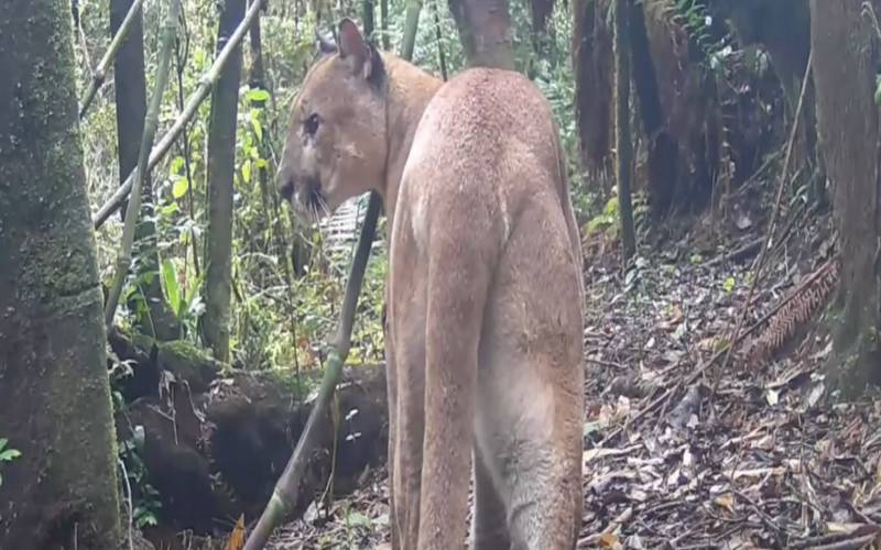 Felinos dominam a cena no município de Nova Friburgo 