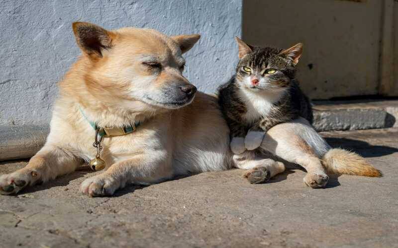 Abril Laranja: mês de combate aos maus-tratos contra animais promove informação e aler
