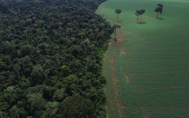 Brasil reduz em 42% perdas florestais em 2025, aponta estudo