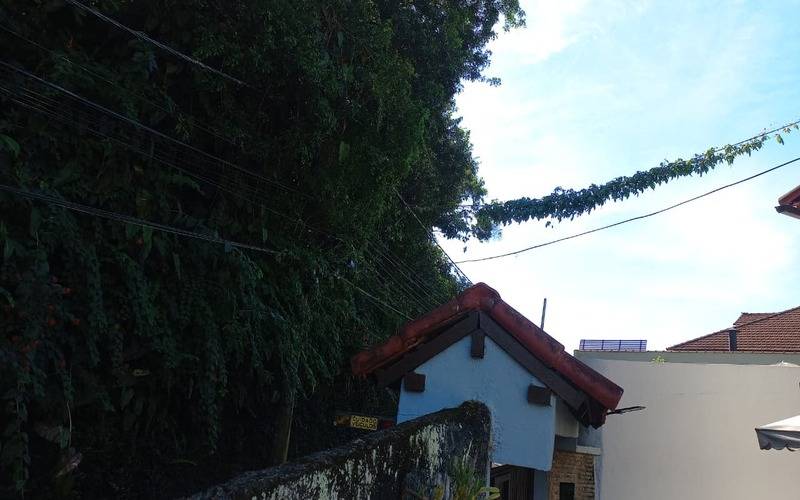 Vegetação toma conta da fiação na Rua Manoel Torres