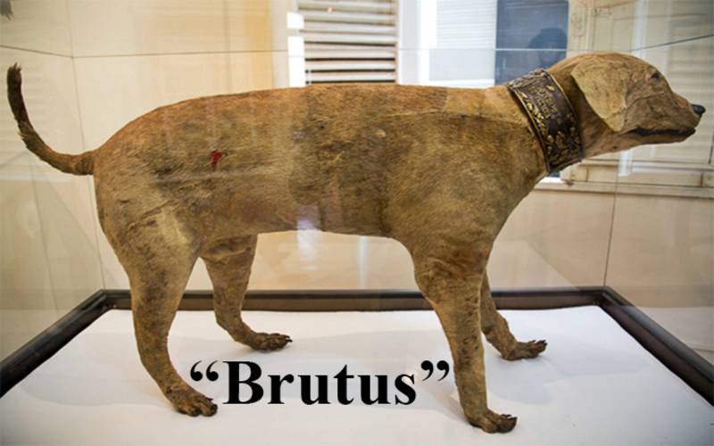 (foto 3  Brutus)