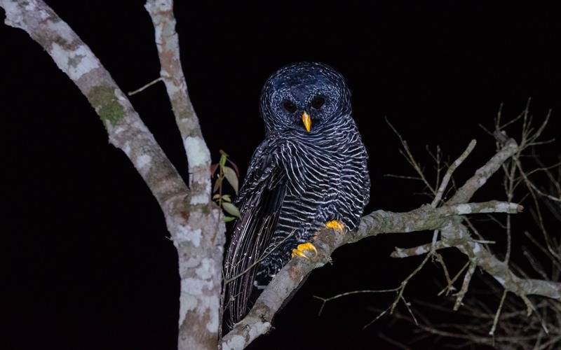 Coruja preta é avistada no Parque Estadual do Desengano do Inea, em São Fidélis