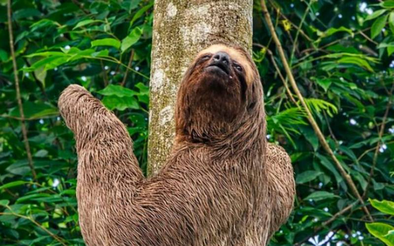 Elovias instala câmeras nas passagens de fauna e amplia uso de cercas e telas ao longo