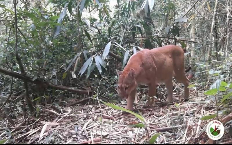 Dia da Biodiversidade: câmeras de monitoramento registram rotina de animais na Rebio A