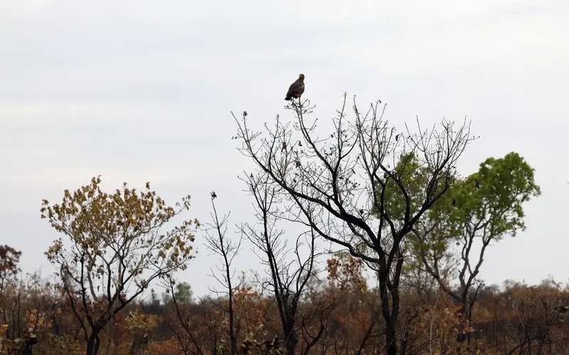 Novas tecnologias ajudam brigadistas a proteger o Cerrado de incêndios