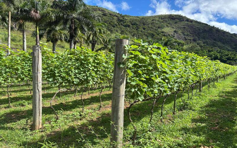 Secretaria de Estado de Agricultura fortalece produção de uvas e vinhos e amplia debat