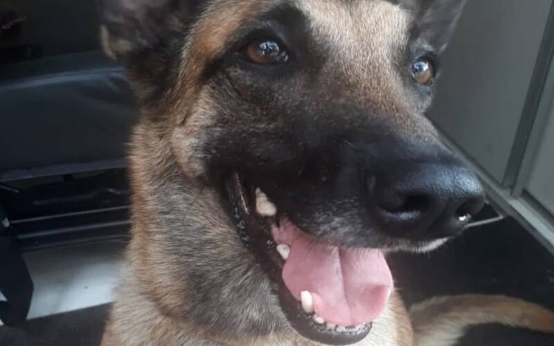 Morre cadela de resgate que atuou nas tragédias de Petrópolis