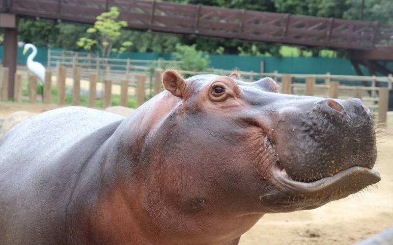 BioParque do Rio celebra a Copa com desconto para torcedores: meia-entrada para visita