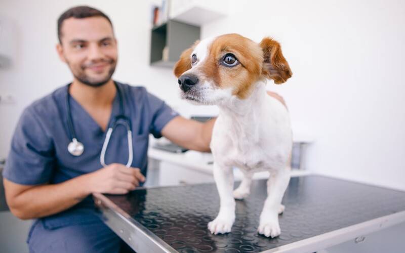 Exercício ilegal da medicina veterinária vira crime 