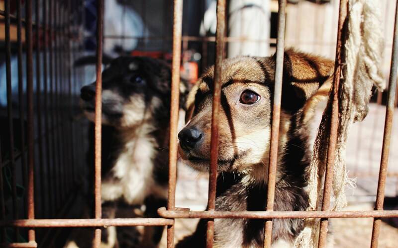 Petrópolis sanciona pacote de leis voltadas à proteção animal