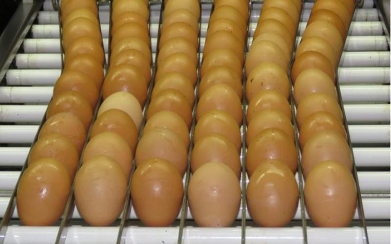 Consumo de ovos deve crescer 6% no Brasil e chegar a 307 por pessoa em 2026