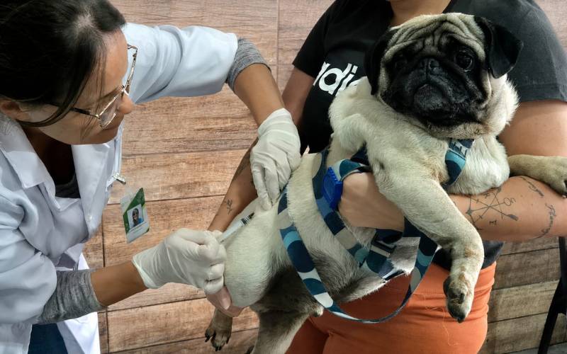 Petrópolis recebe programa gratuito de vacinação antirrábica para cães e gatos