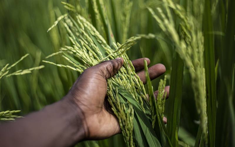 Produção recorde de grãos sustenta cotações de frete de produtos agrícolas em patamare
