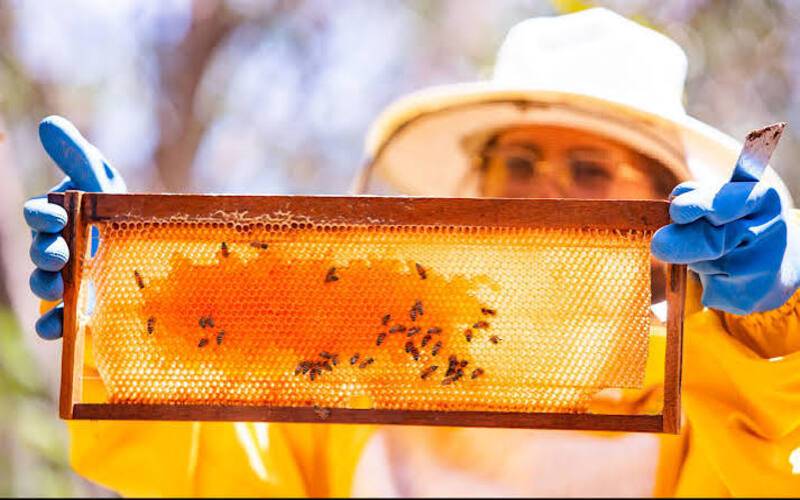 Tarifas dos EUA colocam exportações de mel brasileiro em risco e podem gerar reflexos 