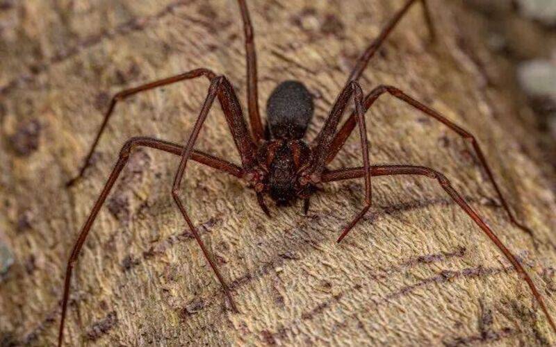 Petrópolis registra 189 acidentes com animais peçonhentos em 2026