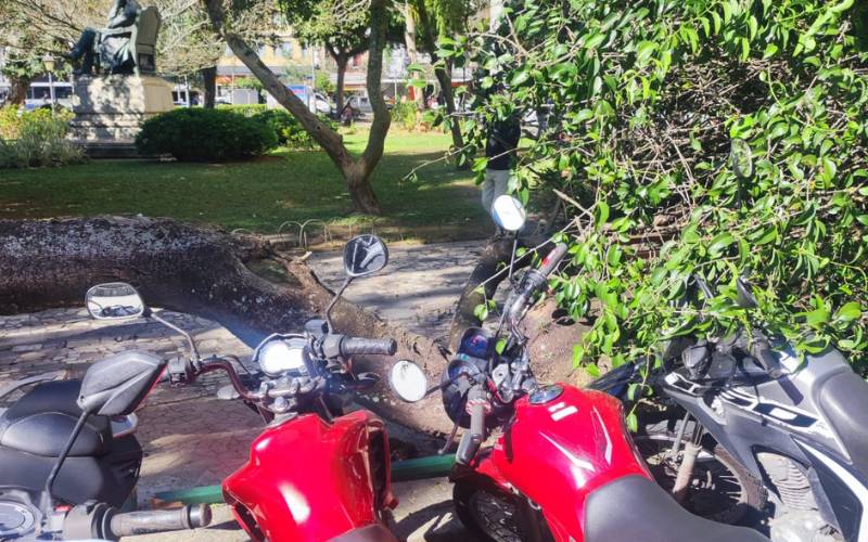 Árvore cai na Praça Dom Pedro e atinge quatro motocicletas em Petrópolis
